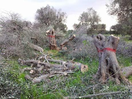 Deliberazione della Giunta Regionale N. 580 DEL 02-04-2014  Misure fitosanitarie urgenti per Teradicazione della Xylella