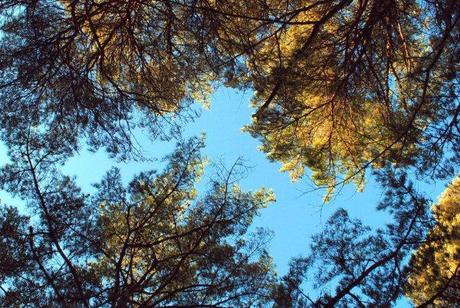 Gli alberi sopra di me, Matsushima (foto di Patrick Colgan)