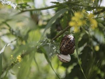 lumaca a Castigliano