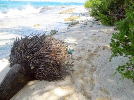 Johnny Cay, Haynes Cay e Acuario