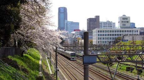 Train and sakura