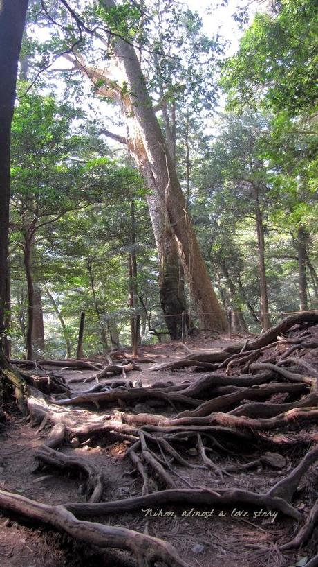 Forest between Kibune and Kurama