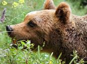 amici l'orso