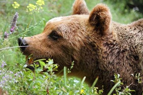 Gli amici e l'orso