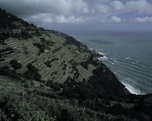 vigneti e manarola 300x239