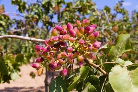 pistacchio