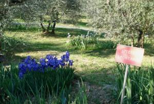 giardino dell'iris