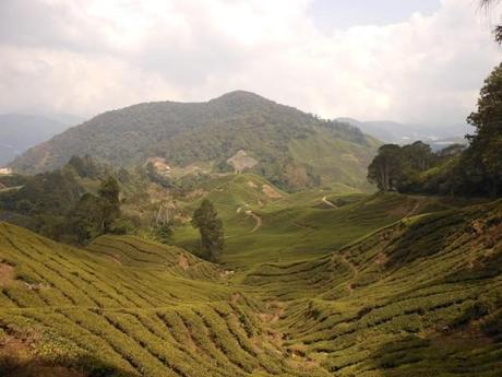 Cameron Highlands - Malesia