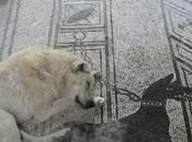 Sospesa caccia randagio negli scavi Pompei