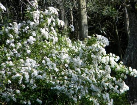 fiori primavera