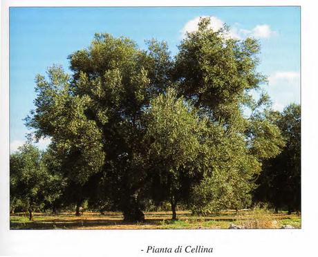 La “Cellina di Nardò”, “Saracena“, “Scurranese“, “Cafareddha“, “Osciula“.