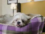 Italia, negli oltre alberghi Space Hotels Friendly cani sono casa