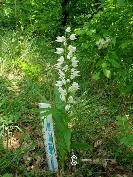 CHEPHALANTHERA LONGIFOLIA