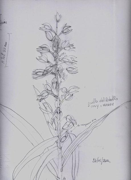 CHEPHALANTHERA LONGIFOLIA