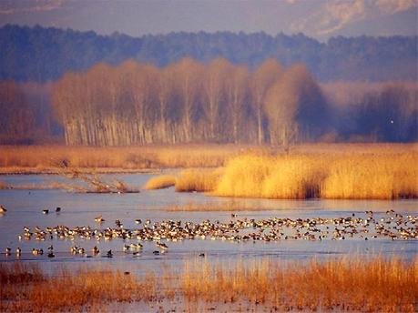 Il Padule di Fucecchio è la più estesa area paludosa interna presente in Italia.