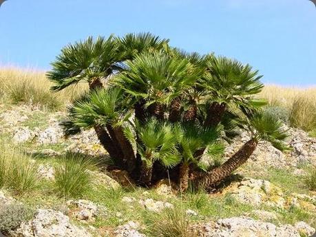 riserva naturale Chamaerops_humilis