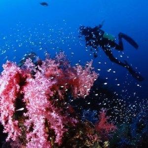 KOH LIPE koh_lipe_things_to_do_diving