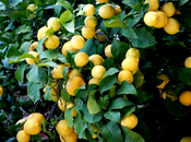 Limone Massese, Arancia Massese Spino Fiorito)