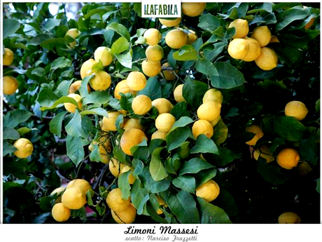 Limone Massese, Arancia Massese (e un po' di Spino Fiorito)