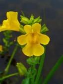  I FIORI DI BACH – 20: MIMULUS