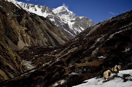 Il Circuito dell’Annapurna in Foto (Parte II)