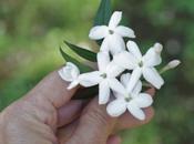 scented jasmine
