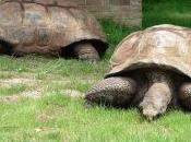 “tosaerba” ecologici? tartarughe giganti!
