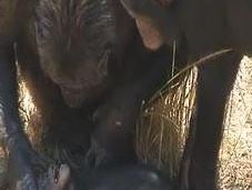 Scimpanzè: documentata reazione madre alla morte figlio