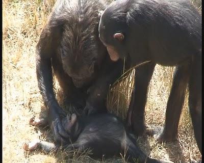 Scimpanzè: documentata reazione di una madre alla morte del figlio scimpanzè morte