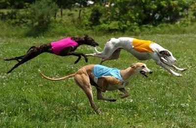 Cani: forza e velocità intuibili dalle dimensioni del cranio cani corsa forza
