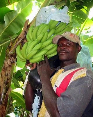 Banane e Polase Banane e Polase
