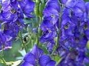 Aconitum febbre