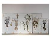 Herbaria