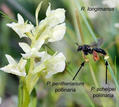 La strategia delle orchidee per un successo pacifico