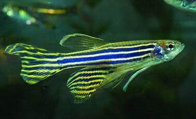 pesce zebra rigenerazione cuore