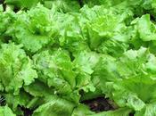 Cosa coltivare nell’orto, come lattuga