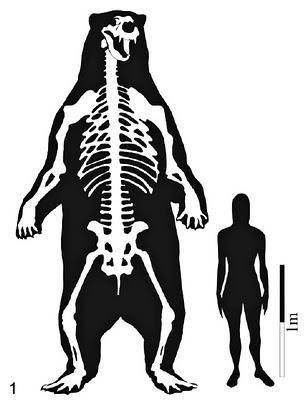 A. angustidens, il più grande orso mai esistito sulla Terra orso Arctotherium angustidens