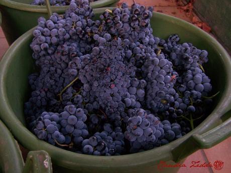 Vino di Sardegna