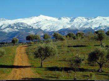 000151-oliviers-devant-la-sierra-nevada-sous-la-neige