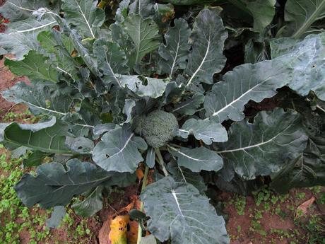 Brassica oleracea var. italica, il Cavolo broccolo