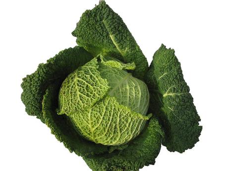 Brassica oleracea var. sabauda, il Cavolo verza