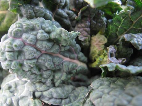 Brassica oleracea var. acephala, il Cavolo nero toscano