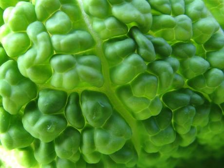 Brassica oleracea var. sabauda, il Cavolo verza