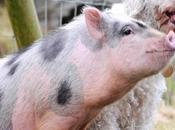 Louie, maialino crede cane