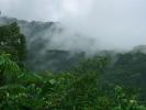 Zanzibar rischia perdere foreste