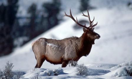 Il Re della Montagna