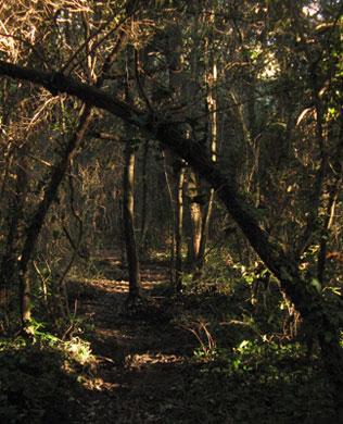 Misteri del Bosco