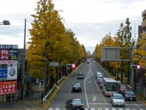 Viale Ginkgo