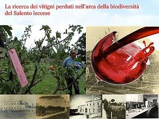 La ricerca dei vitigni perduti nell’arca della biodiversità del Salento leccese