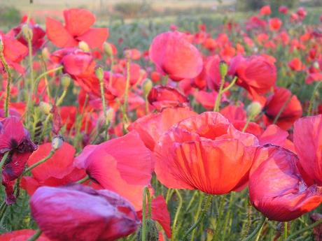 L’importante e’ avere un sogno…sempre…ovunque…e volerlo realizzare